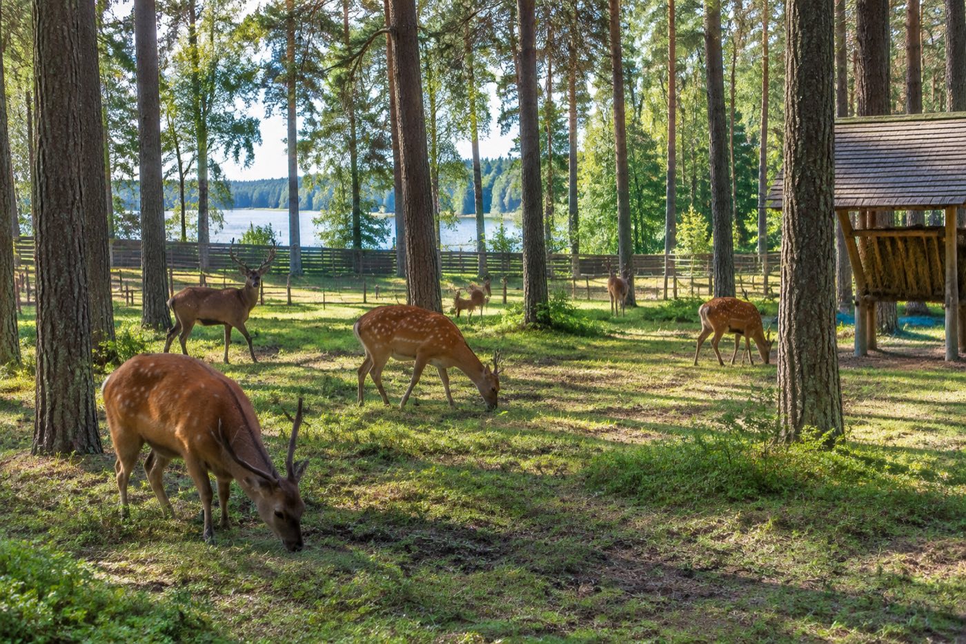 Park Dzikich Zwierząt w Kadzidłowie - grafika poglądowa
