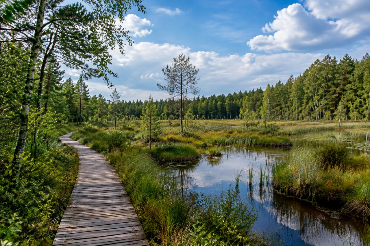 Rezerwat Bagno Koziana - grafika poglądowa