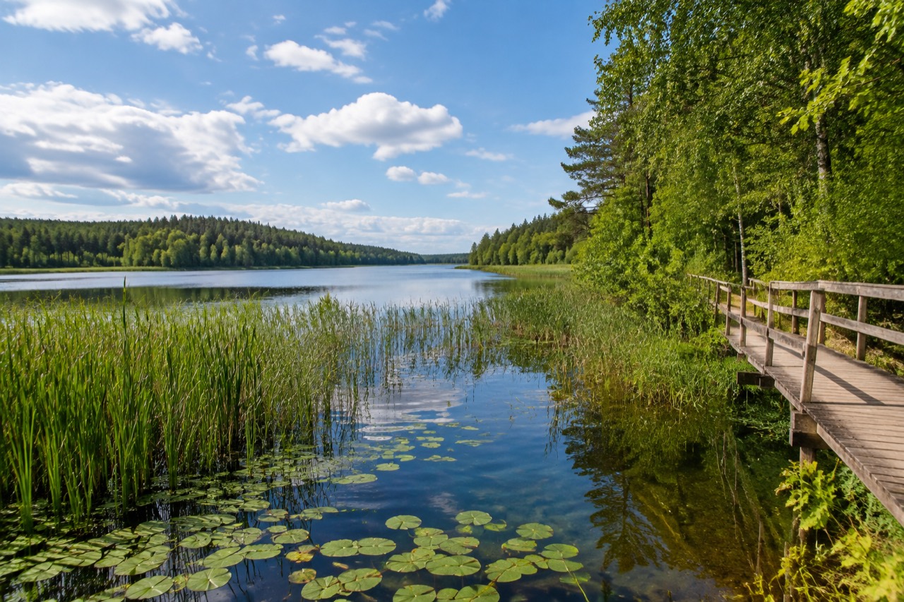 Rezerwat Jezioro Lisunie - grafika poglądowa