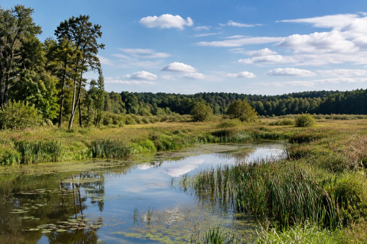 Rezerwat Polder Sątopy-Samulewo - grafika poglądowa