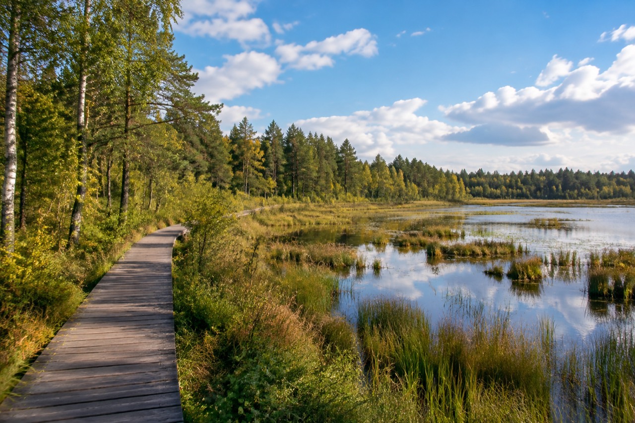 Rezerwat Świńskie Bagno - grafika poglądowa